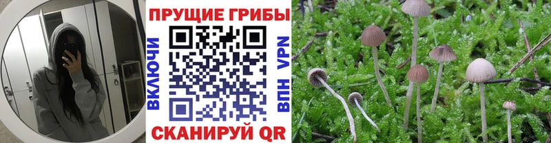 Галлюциногенные грибы Psilocybine cubensis Славянск-на-Кубани